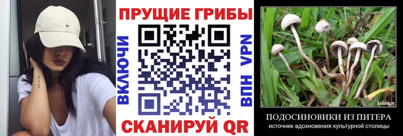 Купить Вязьма Псилоцибиновые грибы ЛСД